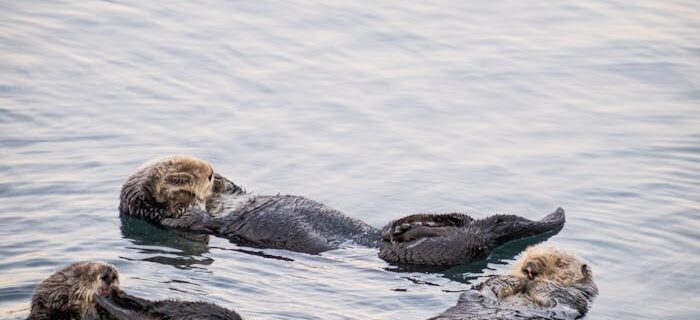 Three sea otters floating in tranquil Morro Bay waters, showcasing wildlife beauty.