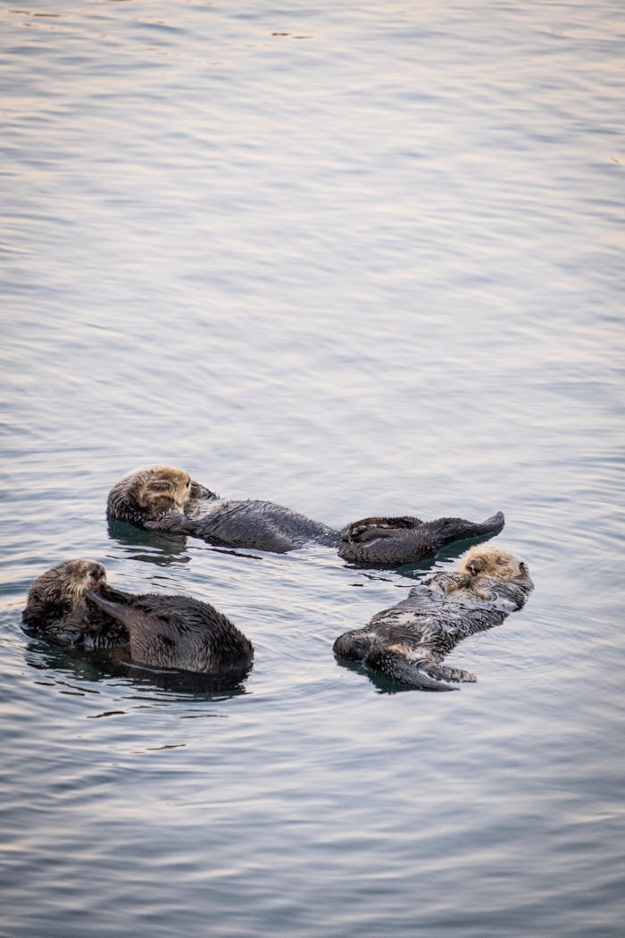 Three sea otters floating in tranquil Morro Bay waters, showcasing wildlife beauty.